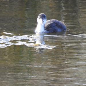 Common Coot