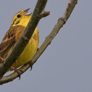 Yellowhammer