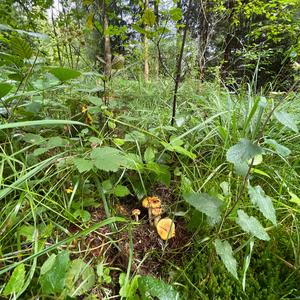 Chanterelle, Common