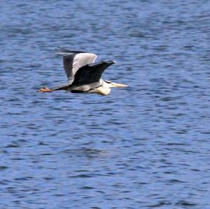 Grey Heron