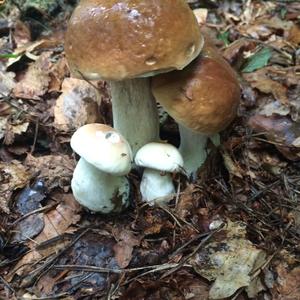 Summer Bolete