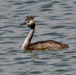 Great Crested Grebe