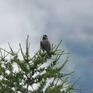 Spotted Nutcracker