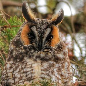 Long-eared Owl