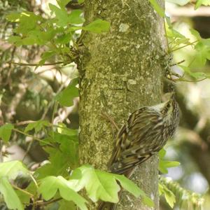 Short-toed Treecreeper