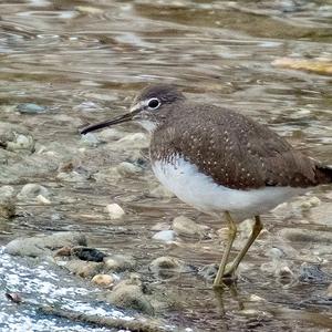 Waldwasserläufer