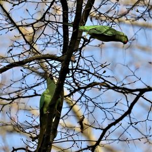 Rose-ringed Parakeet