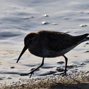 Dunlin