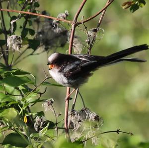 Long-tailed Tit