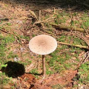 Parasol Mushroom