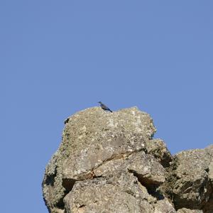 Blue Rock-thrush