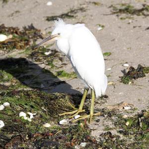 Little Egret