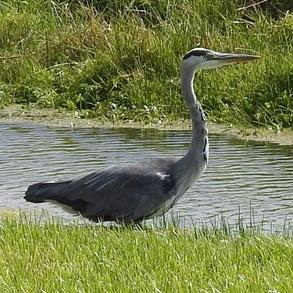 Grey Heron