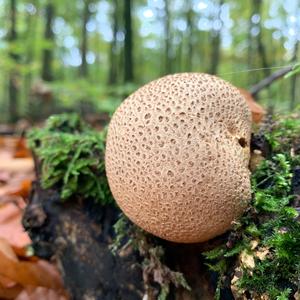 Pigskin Poison Puffball