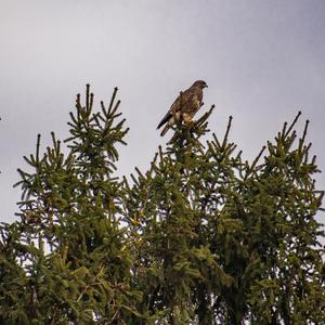 Mäusebussard