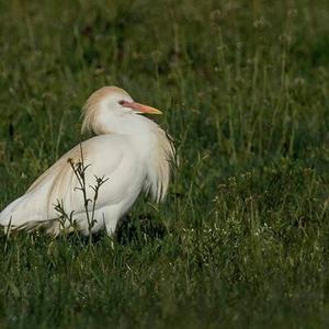 Cattle Egret