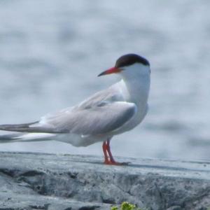 Common Tern