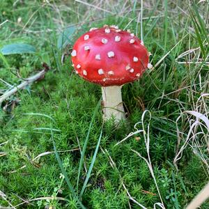 Fly Agaric