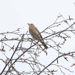 Tree Pipit