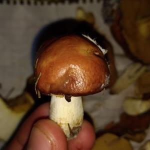 Dotted-stalk Bolete