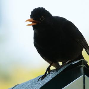 Eurasian Blackbird