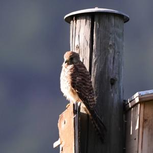 Common Kestrel