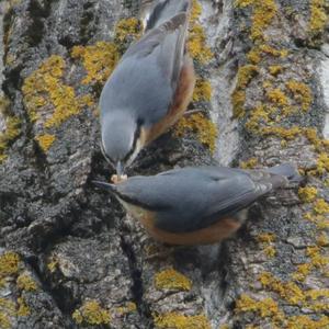 Wood Nuthatch