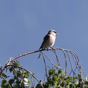 Red-backed Shrike