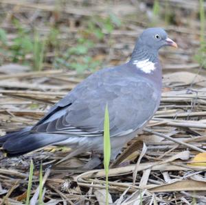 Common Wood-pigeon