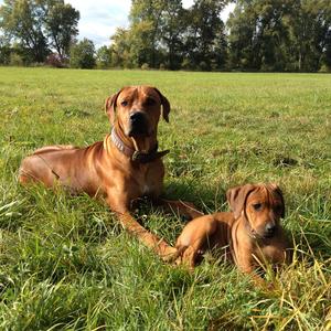 Rhodesian Ridgeback