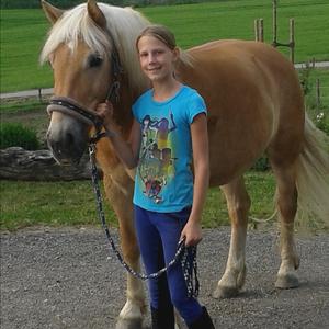 Haflinger