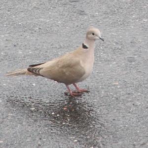 Eurasian Collared-dove