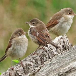 Common Whitethroat