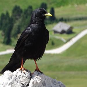 Yellow-billed Chough