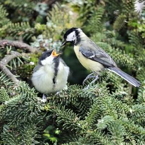 Great Tit