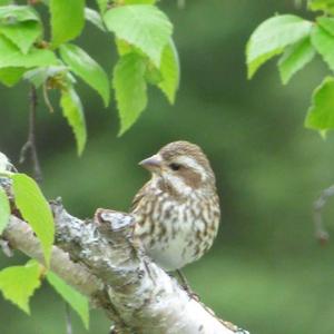 Song Sparrow