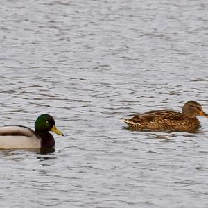 Mallard