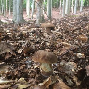 Summer Bolete