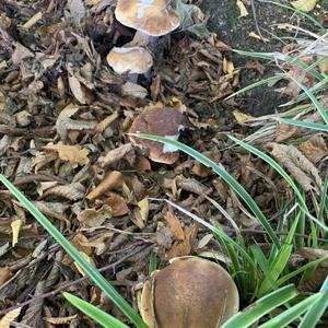 King Bolete