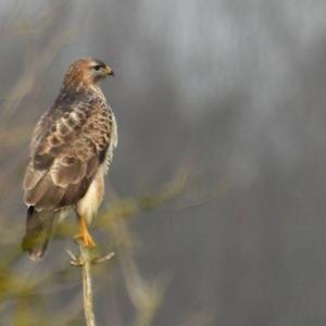 Common Buzzard