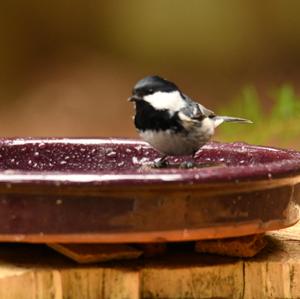 Coal Tit