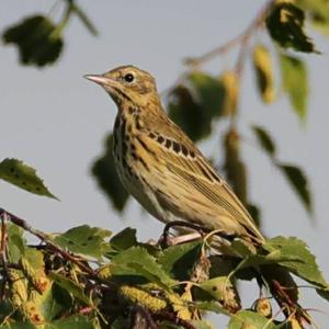 Tree Pipit