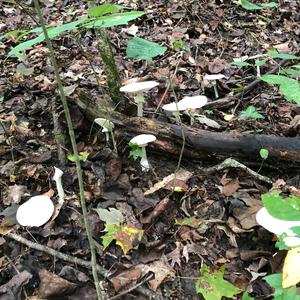 Destroying Angel