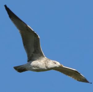 Herring Gull