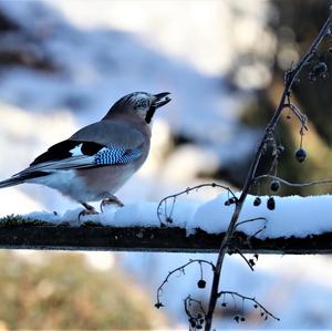 Eurasian Jay