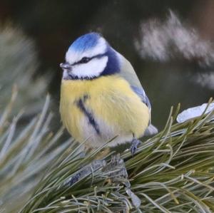 Blue Tit