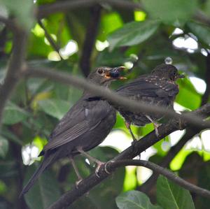 Eurasian Blackbird