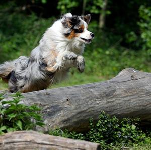 Australian Shepherd