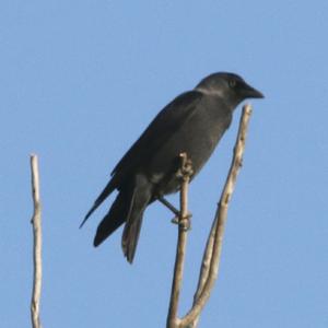 Eurasian Jackdaw