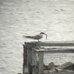 Common Tern